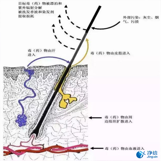  毛發(fā)毒品檢測(cè)儀檢測(cè)腿毛竟可以測(cè)出吸毒?做了全身脫毛也可以？